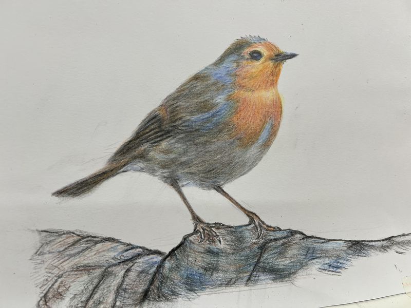 Coloured-pencil drawing of a robin perched on a branch